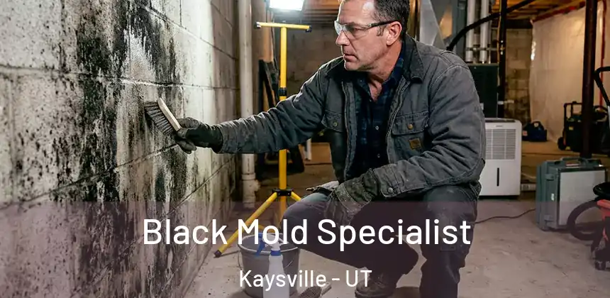  Black Mold Specialist Kaysville - UT