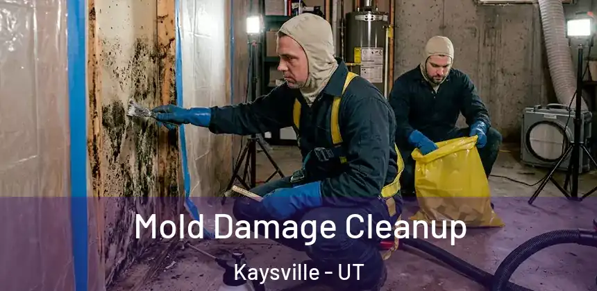  Mold Damage Cleanup Kaysville - UT